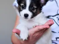 Щенки папийона