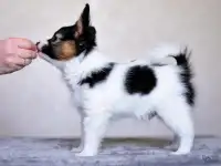 Щенки папийона, фотография 10
