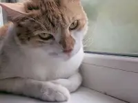 Ищет дом славный котик Сырник, фотография 4