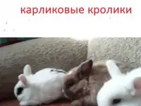 привитые карликовые домашние крольчата от 1 до 2 месяцев. красивые