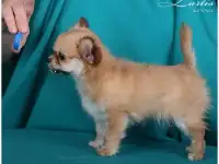 Лучший подарок под елочку