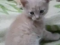 Отдам в хорошие руки