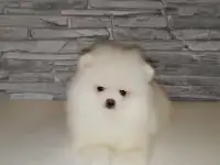 шпиц щенки