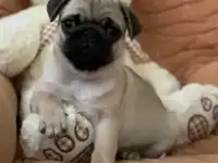 Щенок Мопс