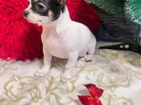 Девочки чихуахуа