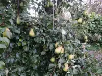 ПРОДАМ ДАЧУ!!!!, Спокойное место, нет проезжающих машин, дружные соседи. 1 собственник. Есть небо