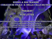 Щенки кане корсо от рабочих производителей, фотография 6