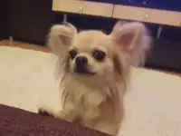 Кобель для вязки