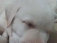 Щенки