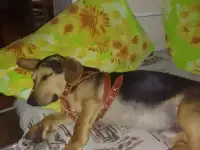 Отдам в хорошие руки