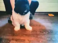 Щенки ньюфаундленда