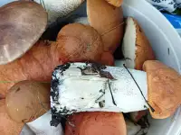 Продам рыжики опята другие грибы., фотография 9