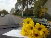 Введите в поисковике Дмитрий Иванов Покос травы.