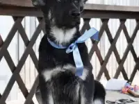 Породные щенки ВЕО
