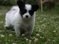 Мальчики бабочки шоу класса, фотография 2