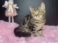 Британских котята, фотография 10