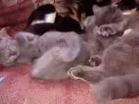 Продам недорого британских котят., фотография 3
