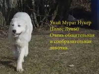 Продажа щенков среднеазиатской овчарки (алабай), фотография 6