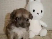 Чихуахуа