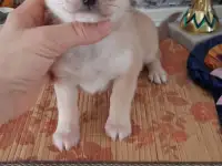 Рыжий мальчик чихуахуа