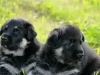 щенки вео от Победителей, фотография 5
