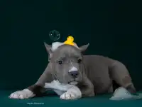 Голубые щенки амстаффа из питомника, фотография 3