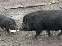 ПоросятаВьетнам