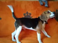 Бигль, фотография 4
