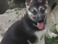 Щенок вео