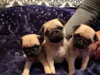 Щенки Мопс, фотография 3
