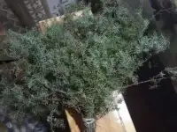 Веники