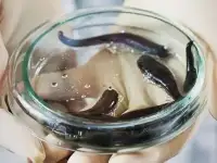 Гирудо терапия для животных