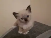 Продам котят породы РЭГДОЛЛ, фотография 3