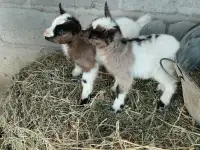 Камерунские козочки и козлики