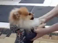 Вязка Померанского шпица