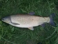 Живая Рыба