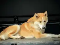 Рыжий Вольт ищет дом!