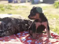 Щенки русского тоя