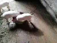 продам поросят