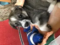 подарю щенка