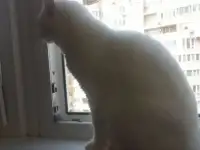 Бесплатно, даром забирайте чудесную кошечку
