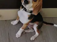 Срочно