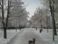 собака