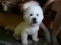 Щенки Бишон Фризе, фотография 11