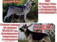 Щенки восточноевропейской овчарки