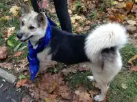Ищем дом прекрасной жизнерадостной доброй девочке Дине!