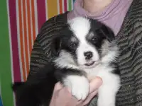 Вельш корги  Мальчики, фотография 7