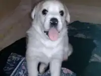 Отдам