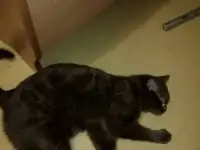 Люди! Помогите найти кота!!!