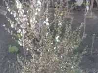 Продам дачу, фотография 3